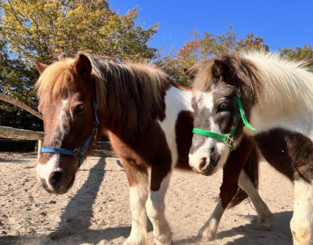 【要予約】親子で飼育員体験 in 渋川動物公園〈各回限定3組!〉